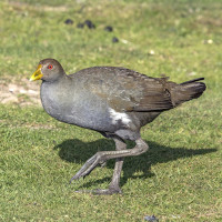 Tasmanian Nativehen